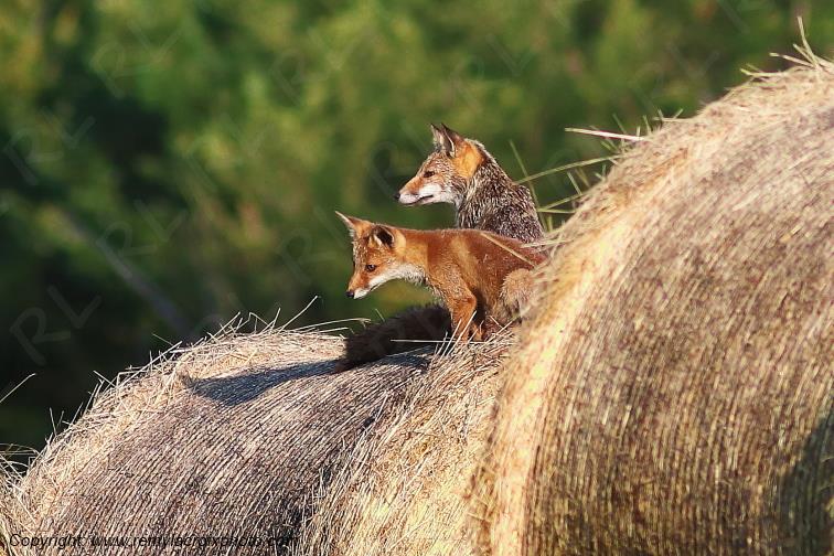 Renard roux Val de Bouzanne Indre Berry Centre Val de Loire France www.remylacroixphoto.com